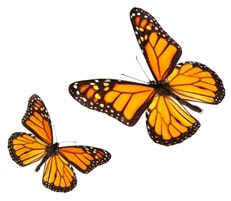 butterflies